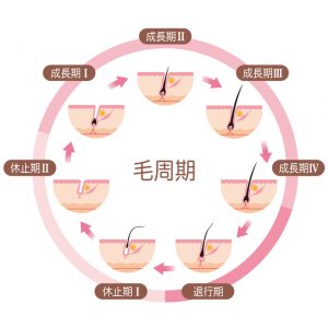 毛周期