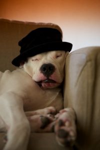 %e7%9c%a0%e3%82%8a%e3%81%93%e3%81%91%e3%82%8b%e7%8a%ac