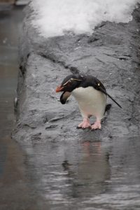 %e6%b0%b4%e3%81%ab%e9%a3%9b%e3%81%b3%e8%be%bc%e3%82%82%e3%81%86%e3%81%a8%e3%81%99%e3%82%8b%e3%83%9a%e3%83%b3%e3%82%ae%e3%83%b3